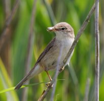 309A0993-DxO_reed_warbler+insect.jpg 309A0993-DxO_reed_warbler+insect.jpg