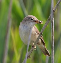 309A1023-DxO_reed_warbler+insect.jpg 309A1023-DxO_reed_warbler+insect.jpg