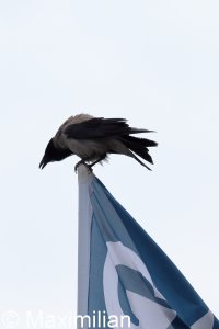crow_c_Kos_2023_01.JPG