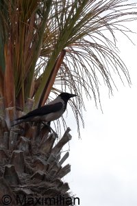 crow_c_Kos_2023_02.JPG