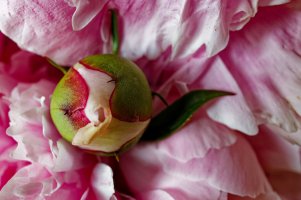 Peony Bud.jpg