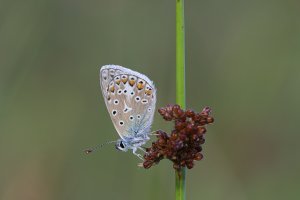 20200725 0708 Nederland Zwolle - Canon EOS RP - EF180mm f-3.5L Macro USM at 180 mm - IMG_3770...jpeg