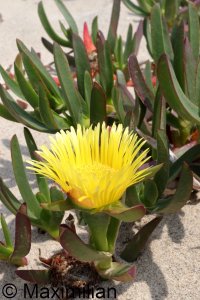 flower_kos_2023_001.JPG