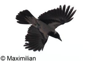 crow_c_kos_2023_BIF001.JPG