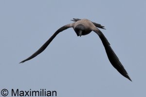 crow_c_kos_2023_BIF002.JPG