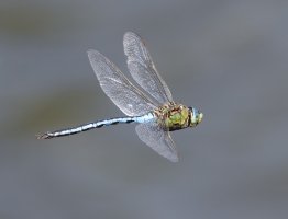 309A1085-DxO_Emperor_Dragonfly-lssm1.jpeg