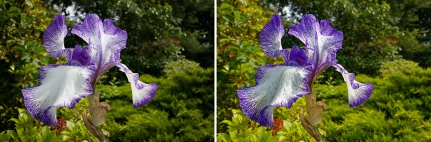 Iris Comparison.jpg