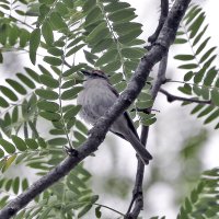 5D3_1605 ps3 fix-SharpenAI-Focus - Copy.jpg 5D3_1605 ps3 fix-SharpenAI-Focus - Copy.jpg