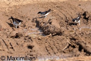house_martin_Kos_2023_001.JPG