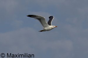 gull_y_2023_BIF001.JPG