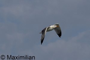 gull_y_2023_BIF002.JPG