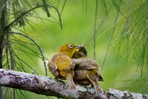 Warbling White Eye - K1A6846.jpg