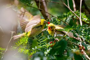 Warbling White Eye - K1A6566-Enhanced-NR.jpg