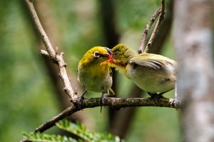 Warbling White-Eye - K1A5442.jpg