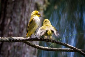 Warbling White Eye - K1A6988.jpg