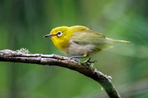Warbling White Eye - K1A5676-Enhanced-NR.jpg