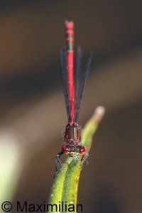 red_damselflies_L_2023_01.JPG