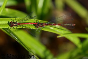 red_damselflies_L_2023_02.JPG