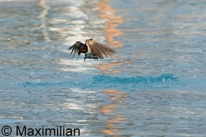 swallow_Kos_2023_BIF02.JPG