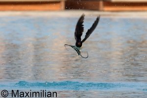 swallow_Kos_2023_BIF03.JPG