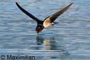 swallow_Kos_2023_BIF04.JPG
