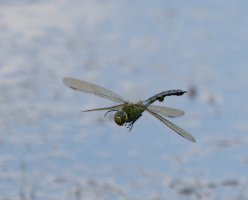 309A1301-DxO_Female_emperor_dragonfly_flying-te.jpeg