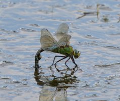 309A1309-DxO_Female_emperor_dragonfly_ovipositing-te.jpeg