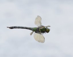 309A1245-DxO_Female_emperor_dragonfly_flying-te.jpeg