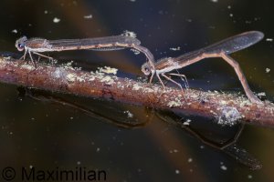 winter_damselfly_2023_04.JPG
