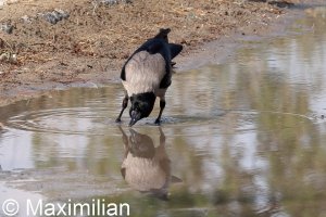 crow_c_kos_2023_005.JPG