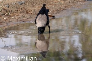 crow_c_kos_2023_006.JPG