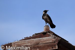 crow_c_kos_2023_008.JPG