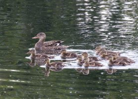 309A1477-DxO_Mallard+12_ducklings-ls-te_small.jpeg