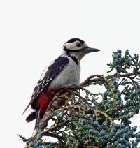 3R3A7704-DxO_Female_woodpecker+2shaut.jpg