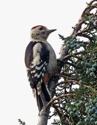 3R3A7739-DxO_Juvenile_woodpecker_1shaut.jpg