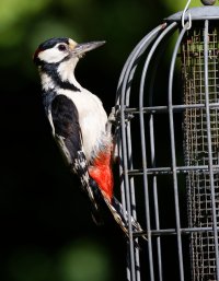 309A0023-DxO_Great_spotted_woodpecker.jpg