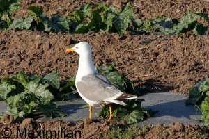 gull_y_2023_001.JPG