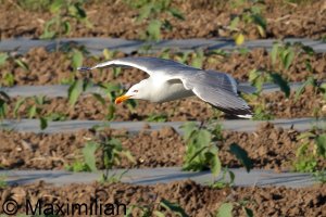 gull_y_2023_BIF004.JPG