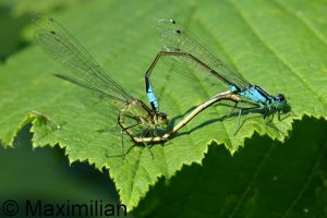 bluetail_2023_09.JPG