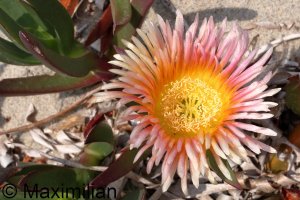 flower_kos_2023_004.JPG flower_kos_2023_004.JPG