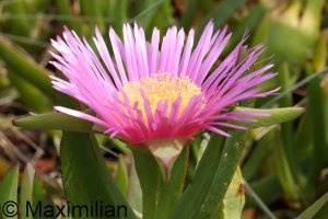 flower_kos_2023_005.JPG flower_kos_2023_005.JPG