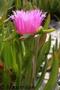 flower_kos_2023_006.JPG flower_kos_2023_006.JPG