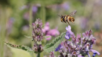 wool carder bee.jpg