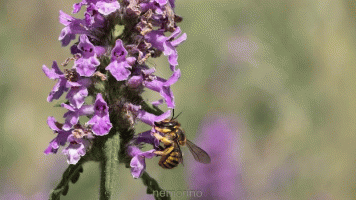 wool carder bee.gif