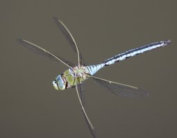 309A1631-DxO_Emperor_Dragonfly_flying_full-ls-sm.jpeg