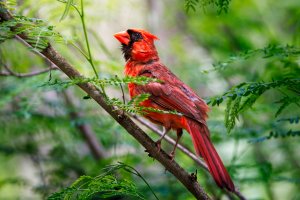 Northern Cardinal - K1A5833.jpg