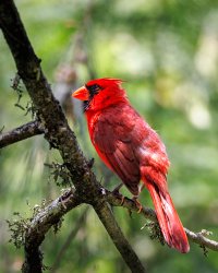 Northern Cardinal - K1A6422.jpg