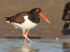 AmericanOystercatcherDL6A2719.jpg