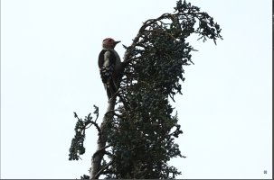 Screenshot 2023-06-20 at 13.02.02.jpg