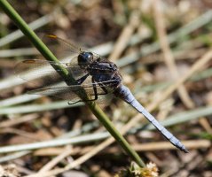 309A1771-DxO_keeled_skimmer_Dragonfly.jpg